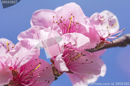 Image of Cherry blossom in full bloom