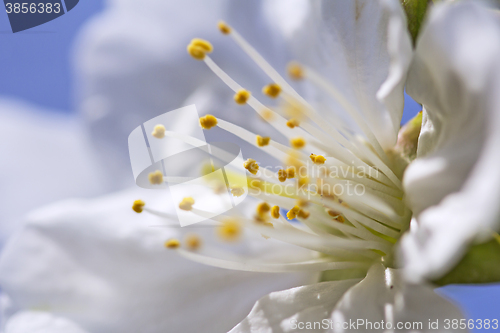 Image of Cherry blossom in full bloom