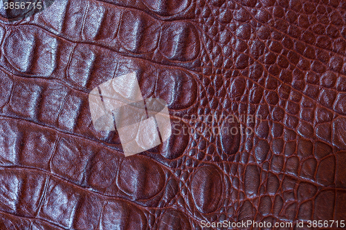 Image of crocodile leather close up