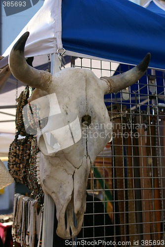 Image of skull of bull