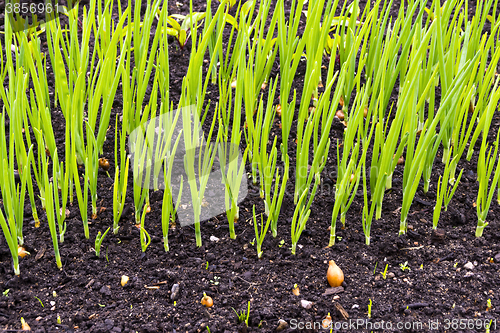 Image of Garden green onion bed