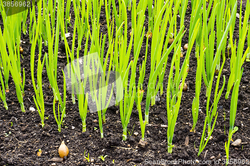 Image of Bed with green onion