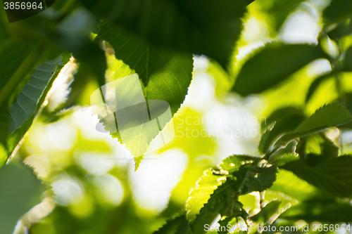 Image of Leaves and sunny weather background