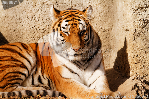 Image of Tiger mum