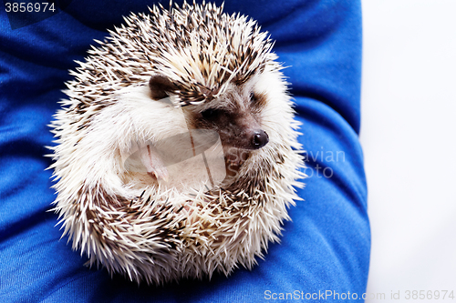 Image of Cute hedgehog