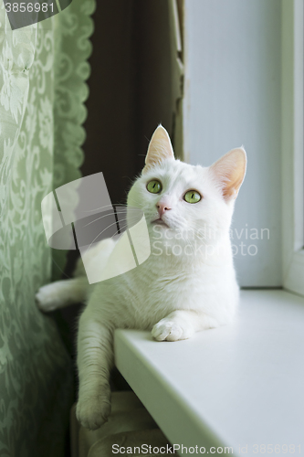 Image of Beautiful white cat on windowsill