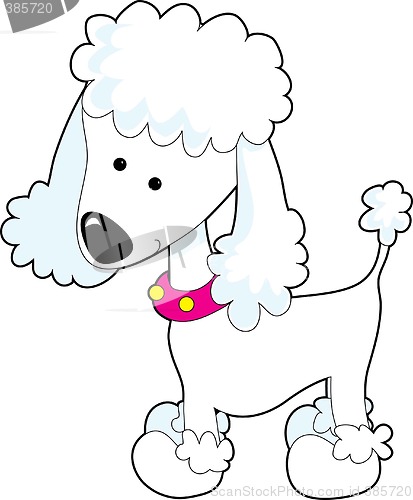 Image of Poodle