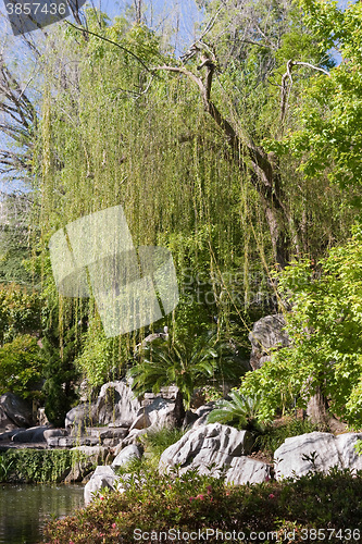 Image of Weeping Willow