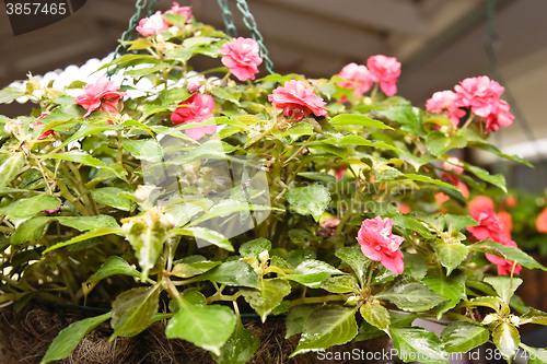 Image of Hanging Plant