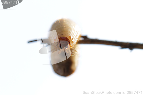 Image of Chafer grubs