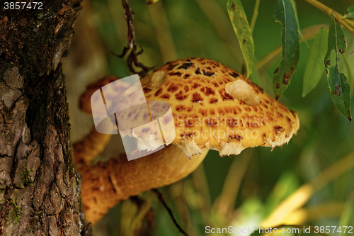 Image of brown tree fungus