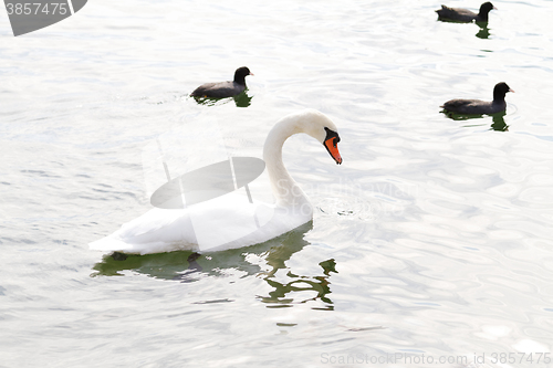 Image of White swan