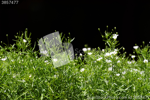 Image of Sweet alyssum