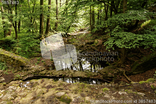 Image of Brooks in the forest