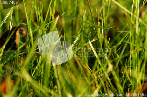 Image of Green grass