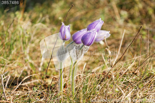 Image of Purple flower