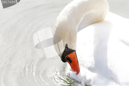 Image of White swan