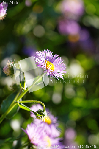 Image of Purple flower
