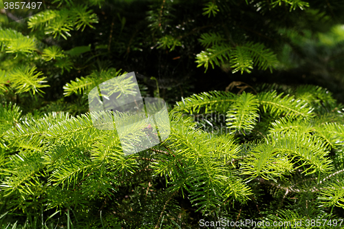 Image of Fir tree