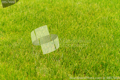 Image of Green grass