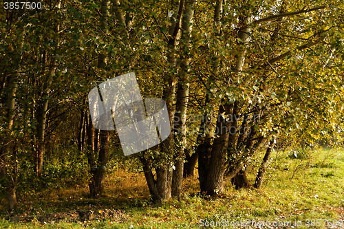 Image of Green trees