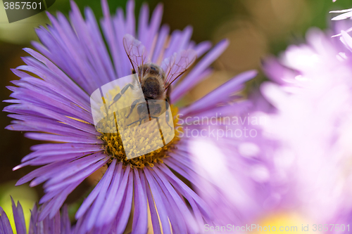 Image of Bee on the flower