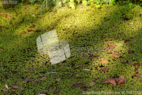 Image of Duckweed