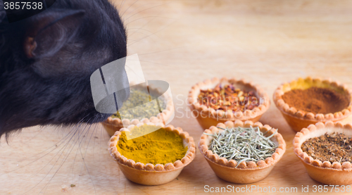 Image of spices and cat expert in smell and taste