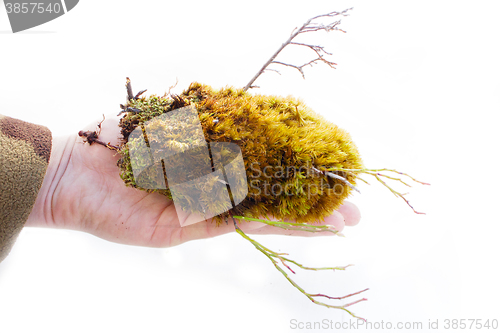 Image of Colorful green moss and small trees for your rock garden