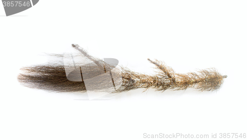 Image of Bearded lichens - fine hair like forest fairies. Element floral compositions