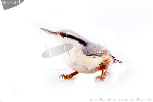 Image of Clever bird - nuthatch Sitta europaea on white background