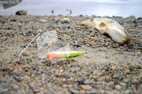 Image of Lost force pike lies on the shallow shore