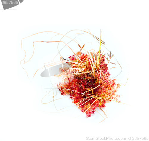 Image of natural moss decoration on white background