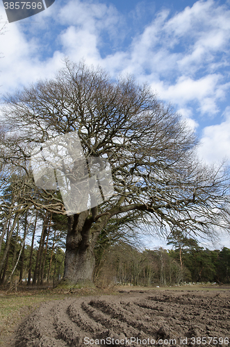 Image of Old mighty oak tree