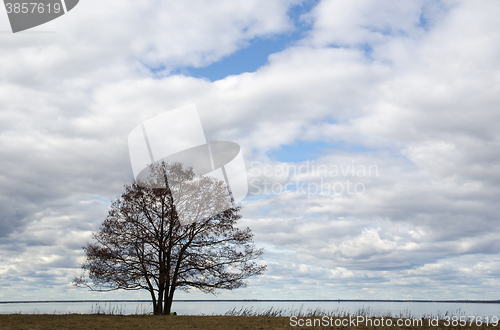 Image of Single big alder tree by the coast