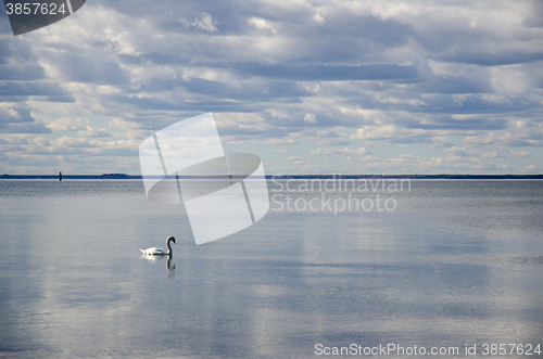 Image of Swan swimming alone in calm water