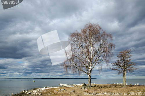 Image of Trees by the coastline