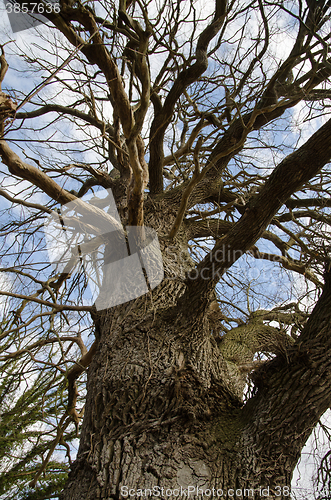 Image of Detail of an old mighty oak tree