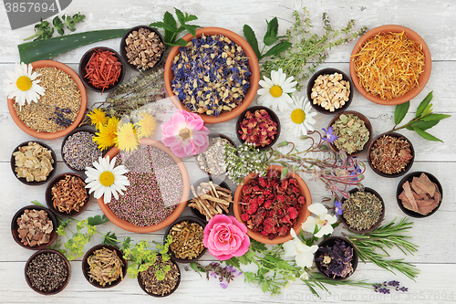 Image of Medicinal Herbs and Flowers