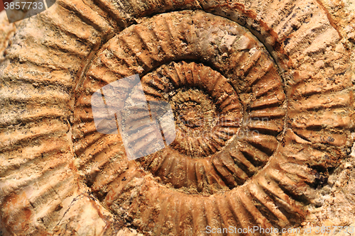 Image of ammonites fossil background