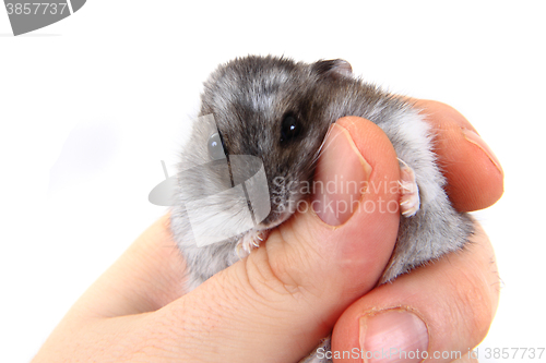 Image of dzungarian hamster in human hands