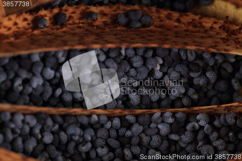 Image of poppy seeds texture