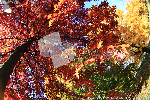 Image of autumn leaves background