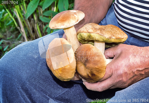 Image of Mushrooms collected in a forest in a forest glade.