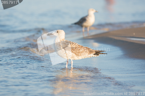 Image of Two seagulls on the beach early in the morning