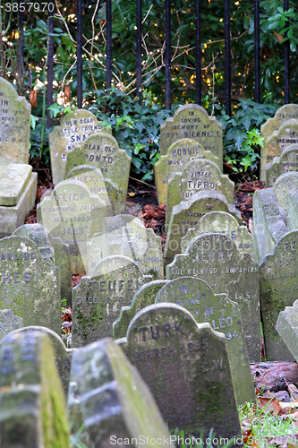 Image of Animal Cemetery