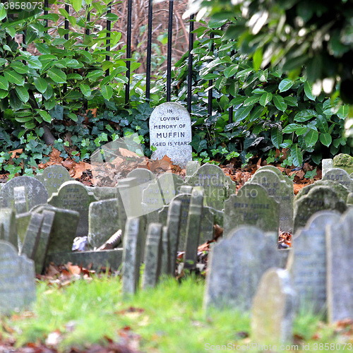 Image of Pet Cemetery