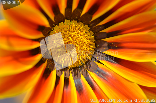 Image of Beautiful flower in a meadow