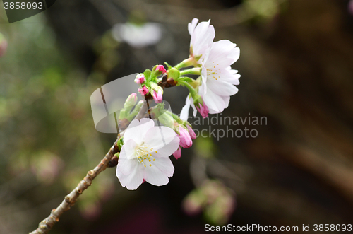 Image of Sakura, the famouse flower of Japan