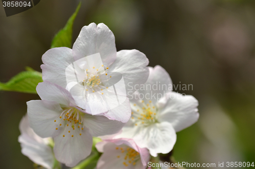 Image of Beautiful Cherry blossom